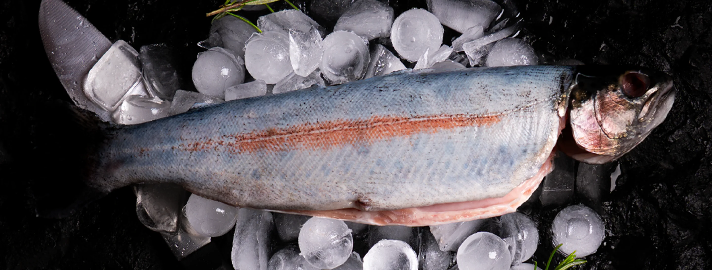 Fresh fish on ice