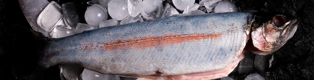Fresh fish on ice