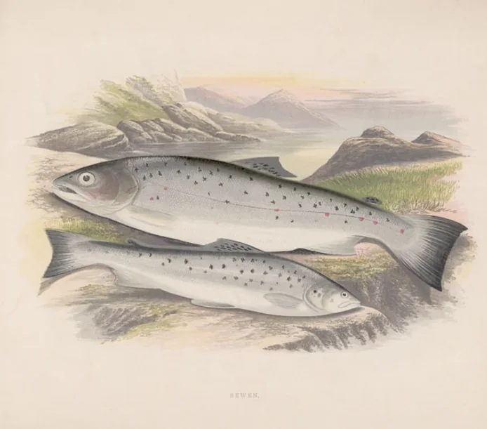 Vintage salmon illustration